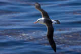 Black-browed Albatross 